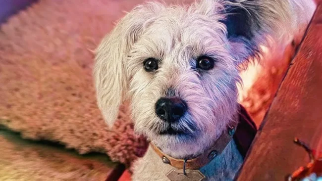 Warner divulga novo trailer de 'Supergirl' com Krypto filhote; confira (1)
